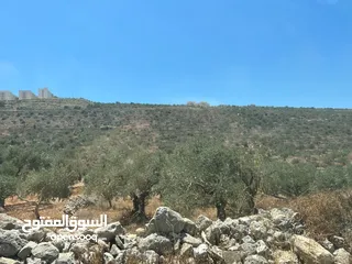  8 Land for Sale – Marda, Salfit (13.8 Donums)  أرض للبيع – مردة، سلفيت (13.8 دونم)