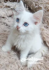  2 قطة انثى  مكس شيرازي  شهرين
