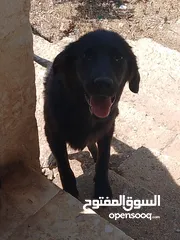  5 اكلاب للبيع جولدن وا مالينو
