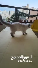  3 قطة للبيع هملايا
