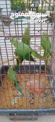  2 خمس حبات دره للبيع