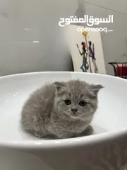  9 قطط سكوتش فولد و ستريت للبيع