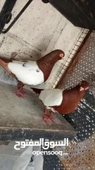  9 جواز حمام للبيع