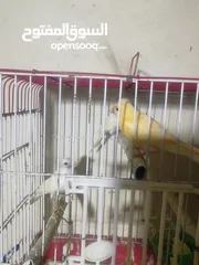  3 مخاليف كنار