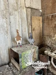  5 7 حبات طيور حمام  وفراخ زواجل للبدل على كنارات او بيع بسعر حررررررق