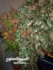  6 تربيزات عدد تنين سوكريت دئريات