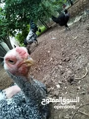 2 متاح جاج بلدي +فرخ الماني + صوص بلدي