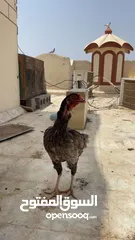  3 دجاج باكستانيات  شوف الوصف