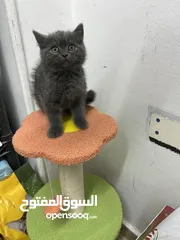  5 بريتش عرض الأسبوع هاد العرض حريييقة عرض الأسبوع