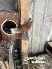  9 7 حبات طيور حمام  وفراخ زواجل للبدل على كنارات او بيع بسعر حررررررق