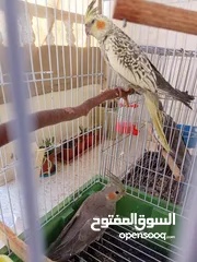  4 طيور كوكتيل للبيع