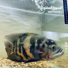  10 اسماك اوسكار المفترس