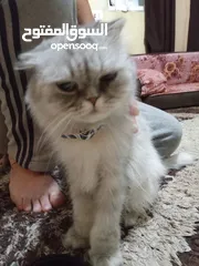  16 قطه هملايا انثى