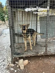  4 كلب جيرمن عمان