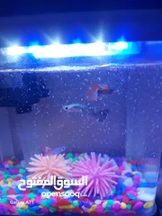  1 حوض سمك مع سمك جوبى