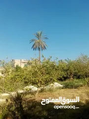  23 ارض للبيع في الحمه الاردنيه مزروع جوافه وكل انواع الحمضيات بثلاثه قواشين مستقلات ومتلاصقات لمالك واح