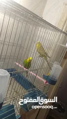  1 جوز حب نخب حبات طويله شغال
