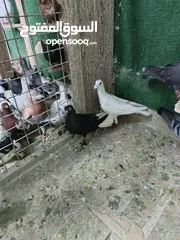  13 طيور حمام بسعر حرق 2