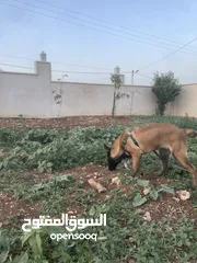  10 بلجم مالينو سعر مغري*ذكر*4*.... اقرا الوصف