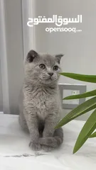  1 Scottish fold female