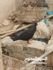  4 جوز سلفر مع فراخهم