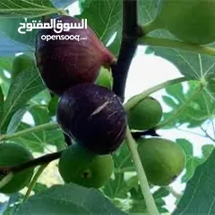  5 تين تركي براون Fig Fruit