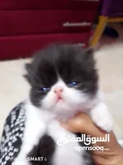  2 متاح ولد باندا بلاك وايت زرار مستوى توب أطرف قصيرة متعود على أكل البيت ولعوب مطعم حشرات وديدان