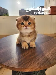  1 سكوتش فولد ny25 مستوى عالي جدا scottish fold