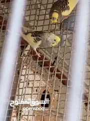  2 طيور حب للبيع