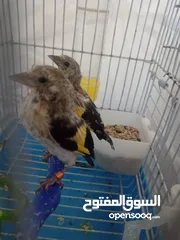  2 متاح فرخين حساسين انتاج بلدي محجلات
