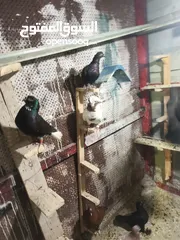  3 حمام بيع مستعجل للبيع