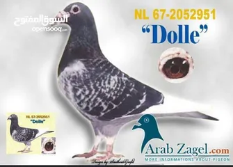  1 زاجل سباق أجواز منتجة وطبات جاهزة أبطال الابطالTob طيور نخبة تصليح وفوز من هواه أبطال المملكة للزاجل