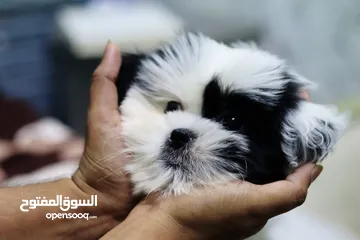  4 Shihtzu male