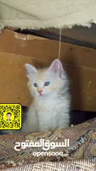 1 قط عدد اثنين مكس اصل هملايا عمر شهرين قطط نظيفه ومميزه