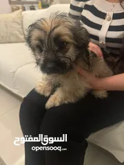  6 شيتزو ومالتيز Shih tzu and maltese