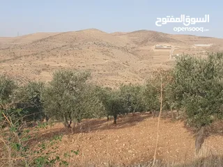  1 سبع دونمات في صروت مزروعة زيتون اطلالة مرتفعة منطقة شاليهات الدونم عشرين قابل