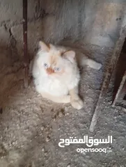 13 متوفر لدينا قطاط شرزي