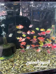  6 تشكيلة سمك مميزة وواسعة يوجد سعر على الكميات