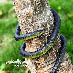 10 مقالب  رعب و نهفات مزح  حشرات دود   و اقعى صرصور و عنكبوت مقلب صدمه مصنعه من السيلكون