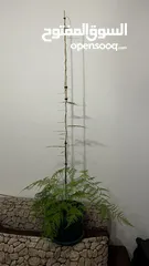  1 نبات هيليون 140 cm ارتفاع متسلق
