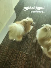  3 Pomeranian