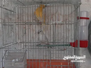  2 3جواز كنارات للبيع جواهز