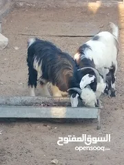  1 شاه وولدها للبيع