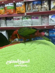 5 ببغاء اللوري رومانسي ولعوب راقص متكلم
