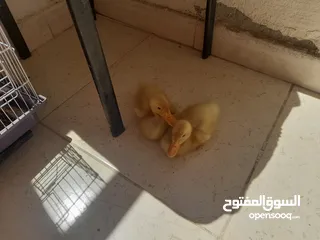  1 بط عدد 2للبيع عمر شهر