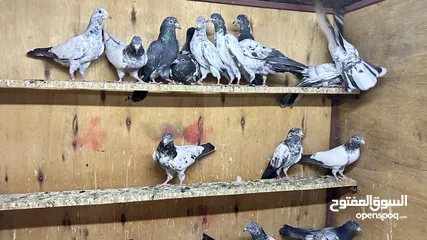  5 طيور باكستانيه