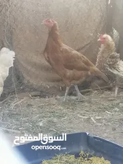  2 للبيع دجاجه باكستانيه