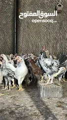  6 للبيع دجاج محلي