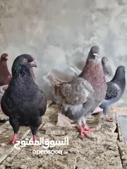  1 حمام كنج وحمام مصري للبيع