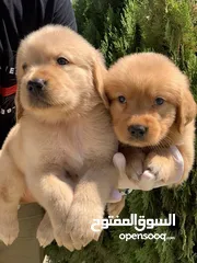  1 جولدن ريتريفر Golden retriever